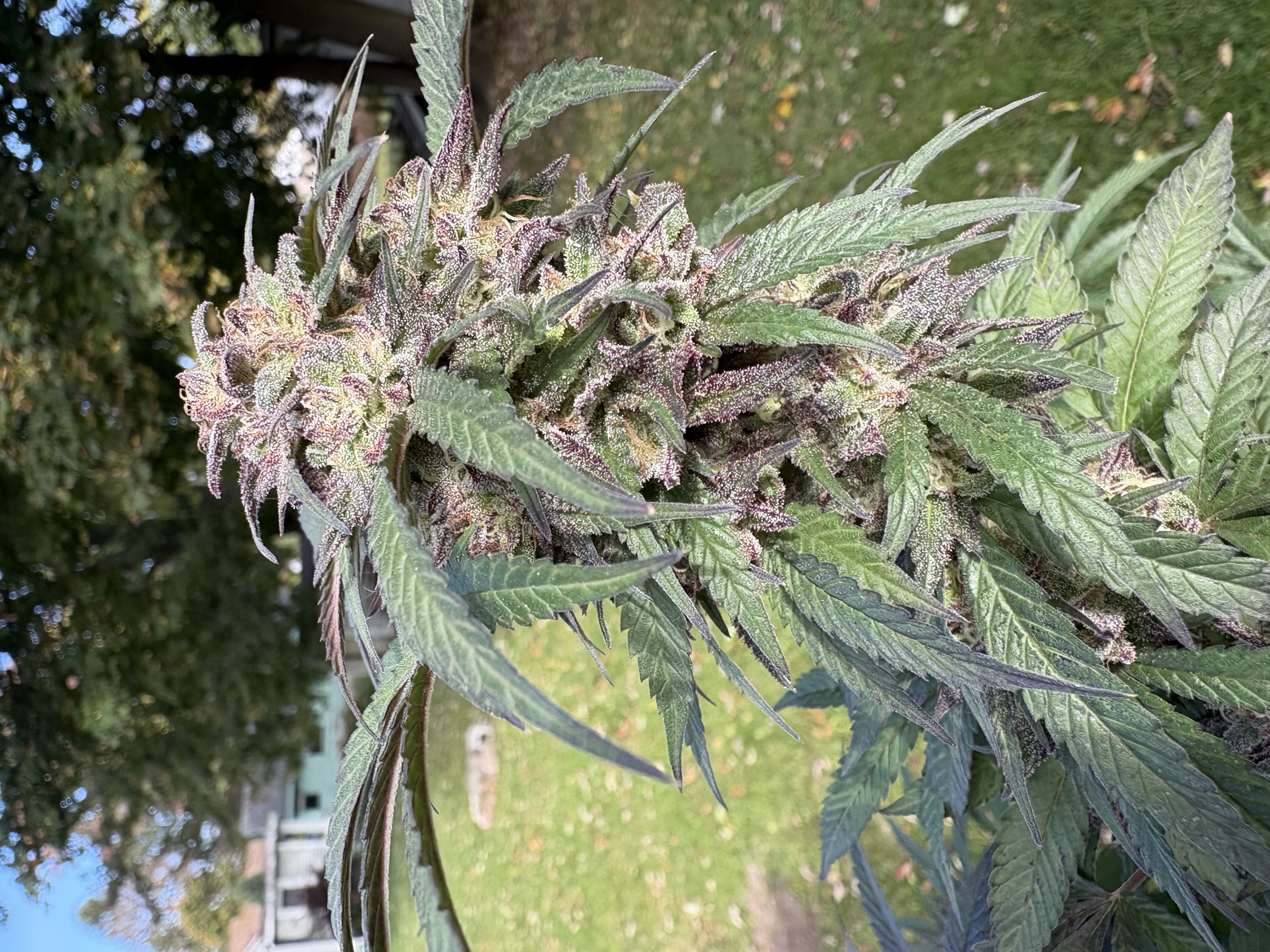 New grow log: Blueberry lemon diesel