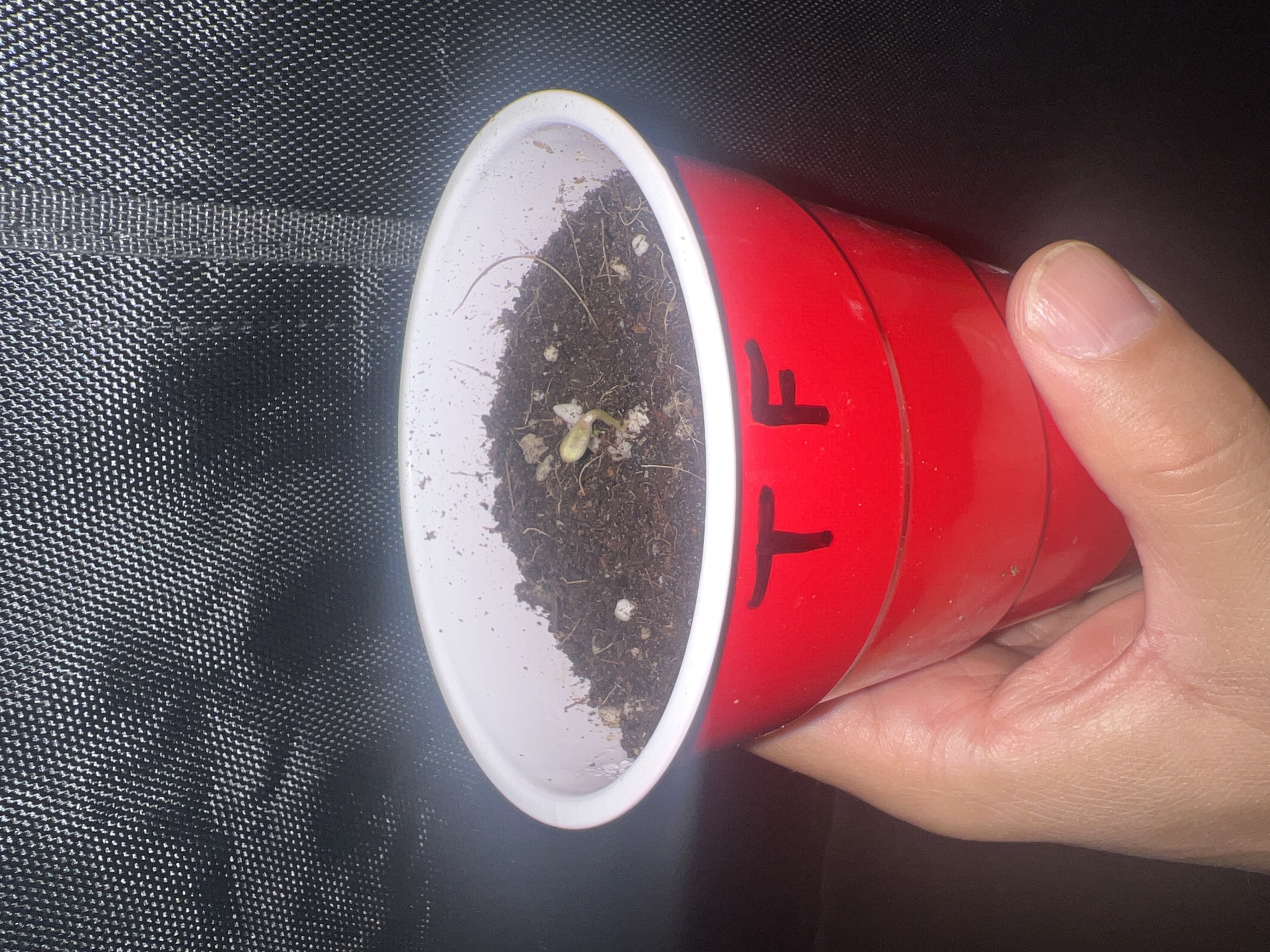 New grow log: Tropical Fuel