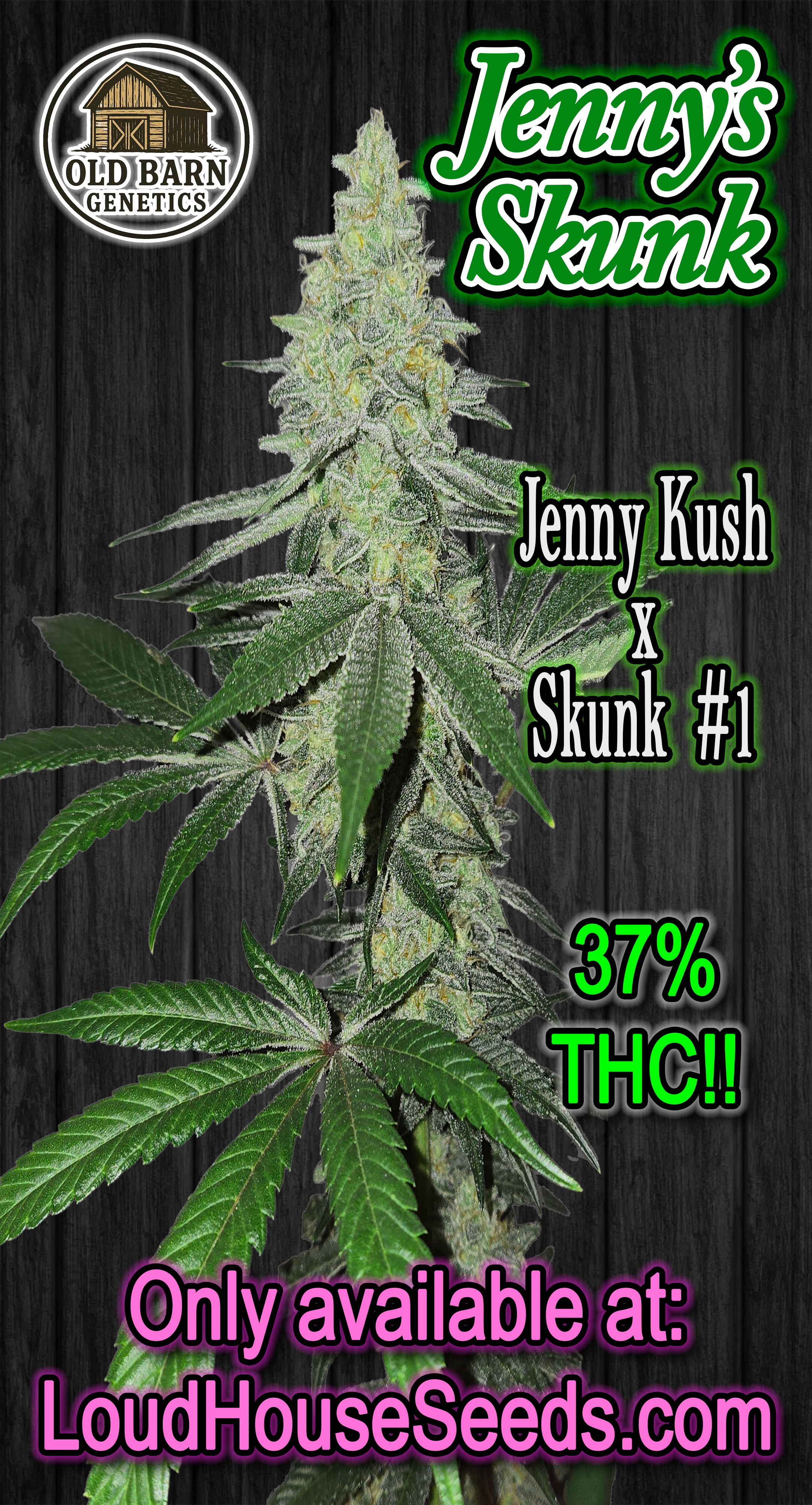 Free Pack of Jenny's Skunk