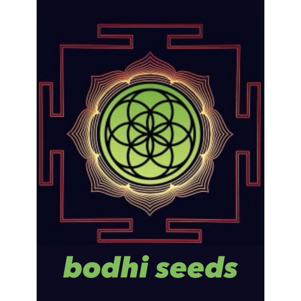 Bodhi Seeds